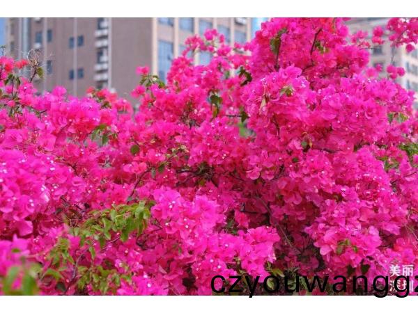 深(shen)圳的旾(chun)天什(shen)麼(me)顔(yan)色(se)？